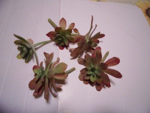 Sedum palmeri rosettes - sedum, 2