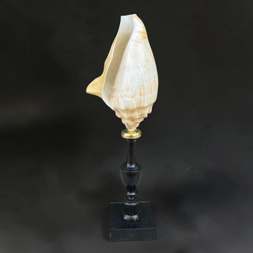 Ancien coquillage sur - , en