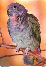 Animaux - Oiseaux - Perroquet