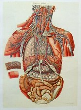 Lithographie Table Anatomique