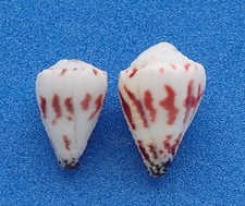 Coquillage de collection : Conus sponsalis (x2) (Conidae, Polynésie) Seashell
