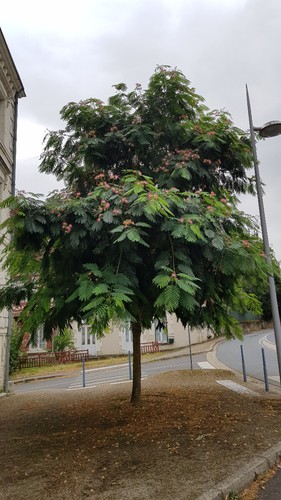 Albizia julibrissin rouge - albizia, 'rouge