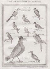 Oiseaux VOGELS Guinée Asie Gravure Engraving 1750