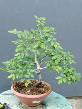 Bonsaï carpin blanc 37 - blanc, x