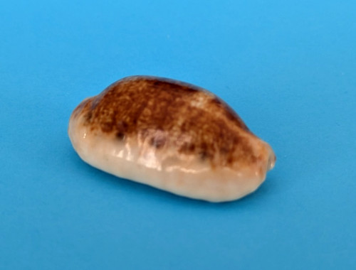 Cypraea caurica caurica niger