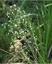 Little quakinggrass - Briza minor - 25+ seeds - Graines - Graines - E 287