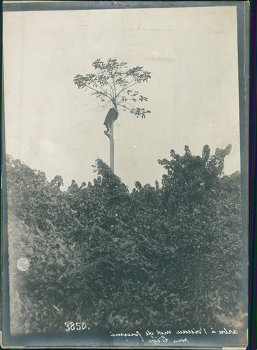 Congo arbre oiseau un - congo,, l'oiseau