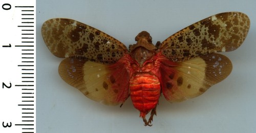 Homoptera fulgoridae - homoptera,,