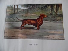 Gravures :  Chien de chasse 