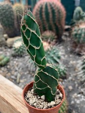 Opuntia reticulata 'Cobra' Turbinicarpus rare  Ariocarpus,Trichocereus