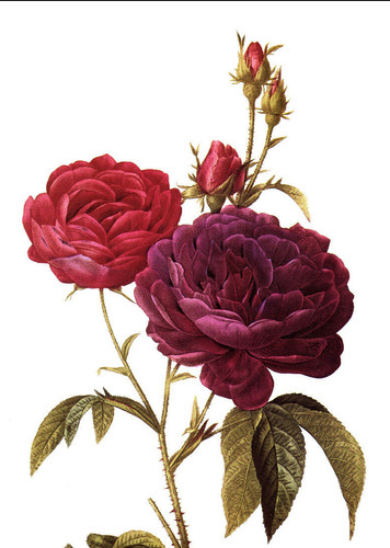 1990 Vintage Print Rose Flower