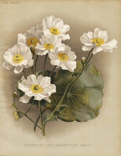 Rockwood lily ranunculus - lily,