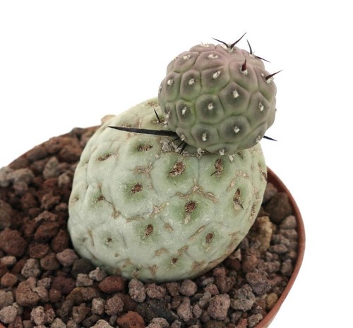 Tephrocactus geometricus two - geometricus,