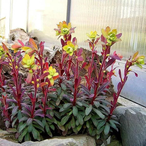 Euphorbia amygdaloïdes