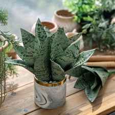 Plante Serpent PVC Artificielle 19cm pour Bureau Maison Salle de Bain Faible Ent