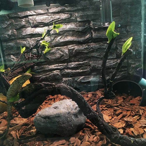 Reptile climbing branch gecko - ,
