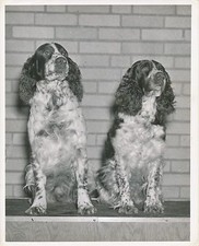 SPRINGER ANGLAIS c. 1950 - Chiens de Chasse  Grand Format - CH 53