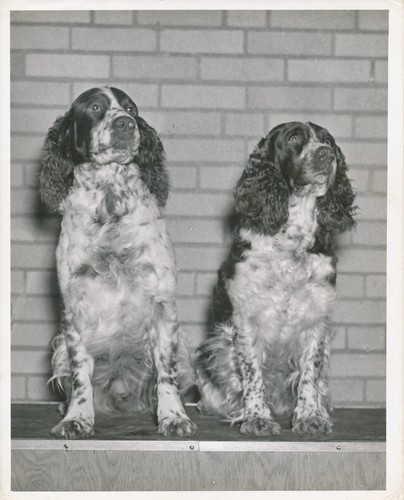 Springer anglais 1950 - anglais,