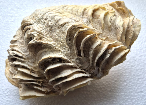 Coquillage benitier bivalve - benitier,