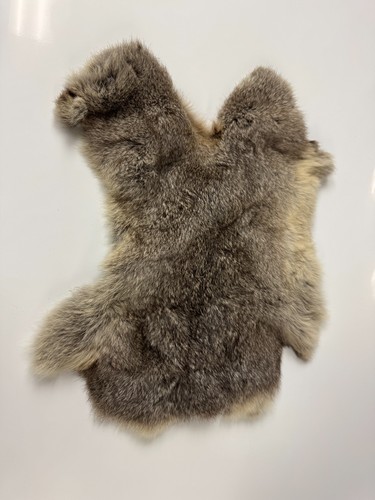 Peau fourrure coyote - fourrure,