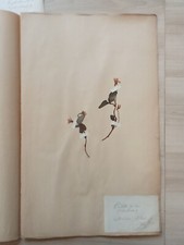 Ancien Herbier Botanique