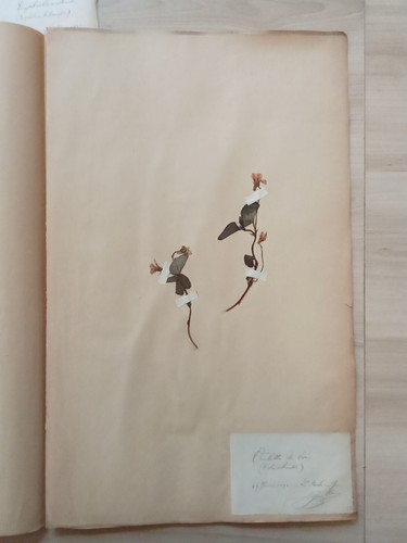 Ancien herbier botanique - ancien,