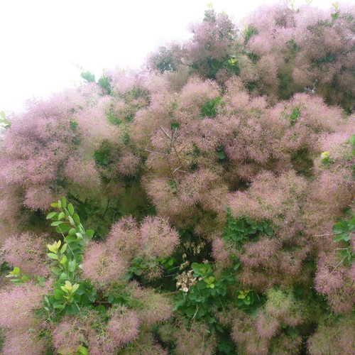 Cotinus coggygria arbre à - coggygria,