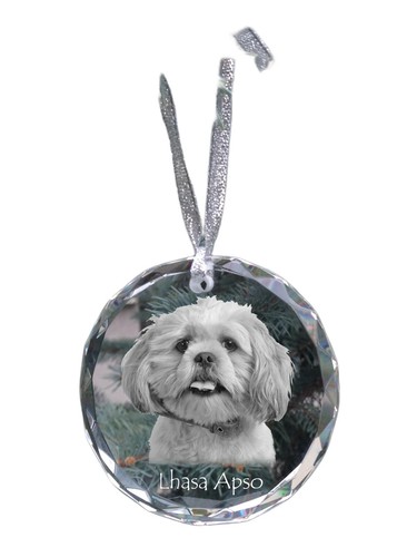 Lhasa apso lhasaterrier - lhasa, apso,