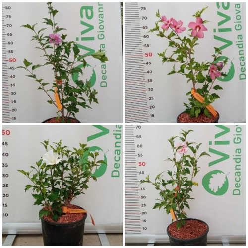 Plante hibiscus syriacus en - plante,