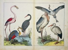 Flamant Cigogne Héron Grue
