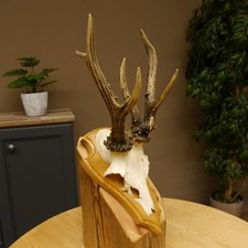 Bois de Cervidés Anormal