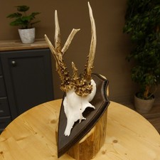 Bois de Cervidés Anormal