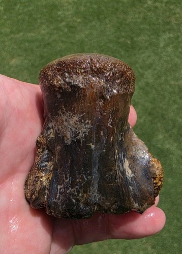 Mosasaur vertebrae ozan - vertebrae, tx