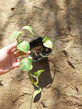 Epipremnum aureum – Feuillage panaché vert et doré, plante graphique