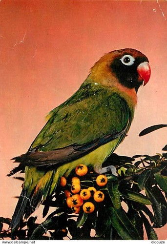 Carte postale animaux - carte,