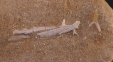 Fossil Enchodus Jaw Piece &