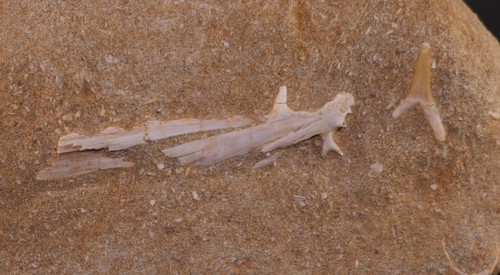 Fossil enchodus jaw - fossil, &
