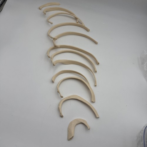 Somso half set - half, rib