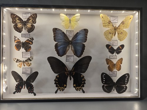 papillons