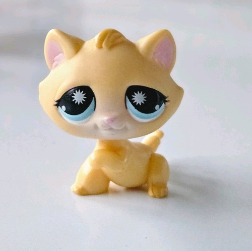 Kitten cat 896 authentique - kitten,