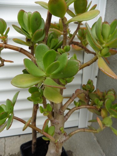 Crassula ovata arbre de - ovata,ou,