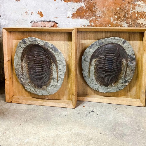Fossile trilobite son - fossile, et