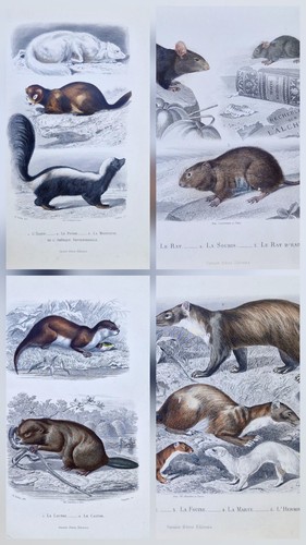Gravures 1850 castor - 4,