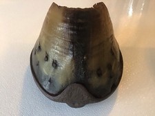 Sabot Fer À Cheval Ancien