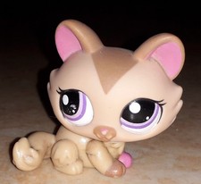 Petshop chat sphynx 1584