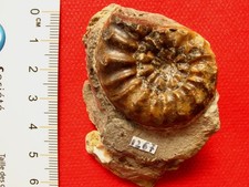 Ammonite du Pliensbachien : Amaltheus margaritatus forme salebrosum (Hyatt,1867)
