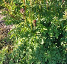 Lot de 100 graines de