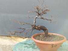 Bonsaï orme champêtre en pot 29 x 11 cm plante articulée arbre pré bonsaï...