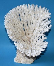 CORAL -  CORAIL -EXCEPTIONELL BLOC  SUPPORT NATUREL  - HAUTEUR 220mm