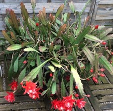 Bouture d'Epiphyllum